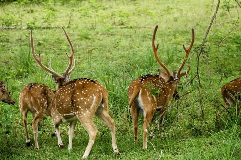 From Anuradhapura: Wilpattu National park Safari - Guide service and the quality of the day