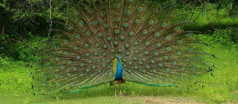 From Anuradhapura: Wilpattu National park Safari - The early pickup and one-hour transfer