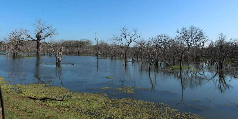 From Arugambay : Yala National Park Safari & Dropoff in Ella - Booking details worth checking
