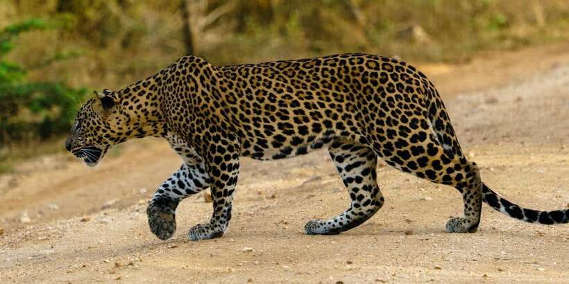 From Arugambay : Yala National Park Safari & Dropoff in Ella - The journey from Arugam Bay to Yala