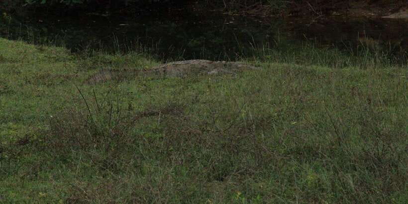 From Arugambay : Yala National Park Safari & Dropoff in Ella - Four hours among Yala’s animals