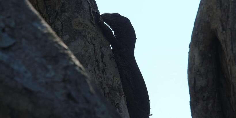 From Arugambay : Yala National Park Safari & Dropoff in Ella - Finishing in Ella instead of returning to Arugam Bay