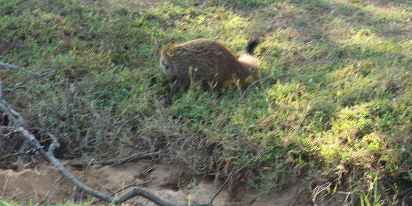 From Arugambay : Yala National Park Safari & Dropoff in Ella - Who will get the most from this day?