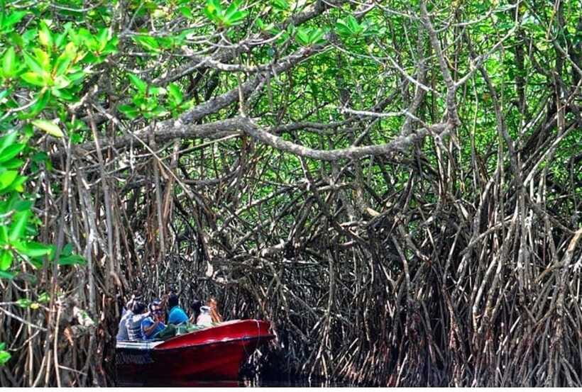From Bentota: Exclusive Madu River Safari & Turtle Hatchery - Who will enjoy this morning most?