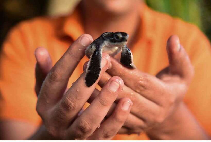 From Bentota: Exclusive Madu River Safari & Turtle Hatchery - Cinnamon Island and the working side of the river
