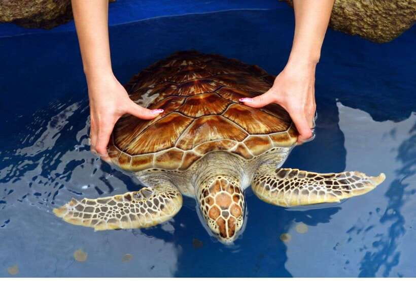 From Bentota: Exclusive Madu River Safari & Turtle Hatchery - What happens between 9:00 a.m. and noon