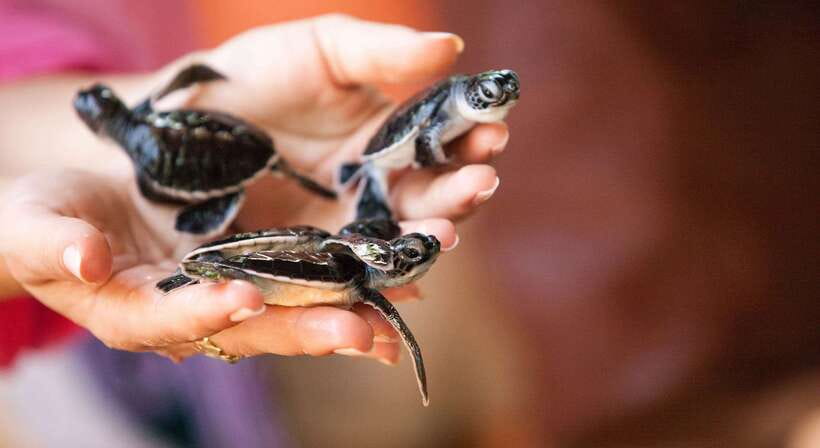 From Colombo: Galle, Bentota Coastal Highlights Private Tour - Kosgoda Turtle Hatchery and the release question