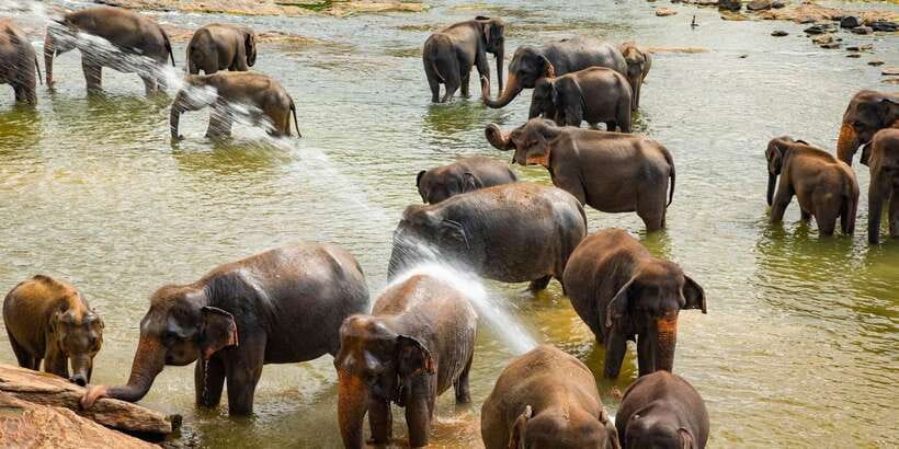 From Colombo: Kandy Full-Day Trip - Lunch, local food, and the gemstone stop