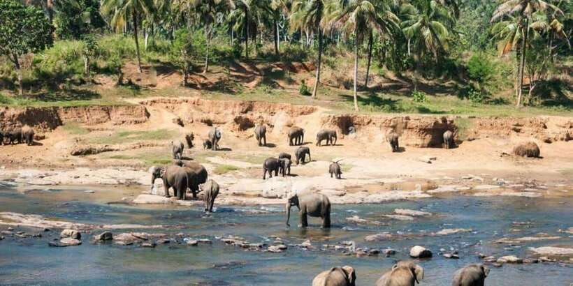 From Colombo: Kandy, Pinnawala and Tea Factory Full-Day Trip - The 6:30 start and the long road to Kandy