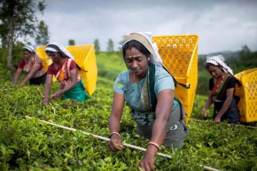 From Colombo: Kandy, Pinnawala and Tea Factory Full-Day Trip - Pinnawala and the difficult elephant question