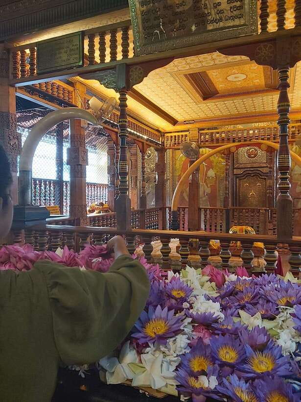 From Colombo: Kandy Temples and Pinnawala Full-Day Tour - Pinnawala and the elephants at Maha Oya