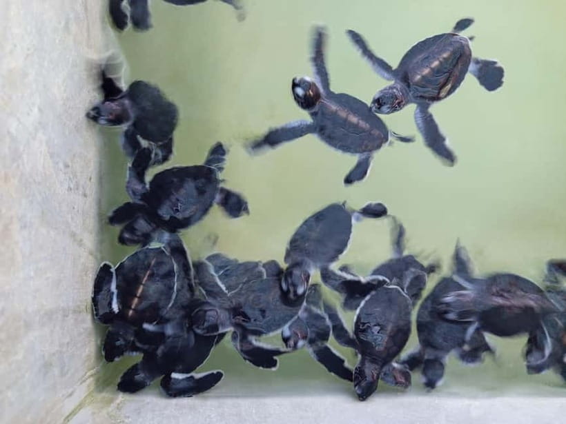 From Colombo/Negombo: Galle, Madu River, and Turtle Hatchery - A Long South Coast Day From Colombo or Negombo