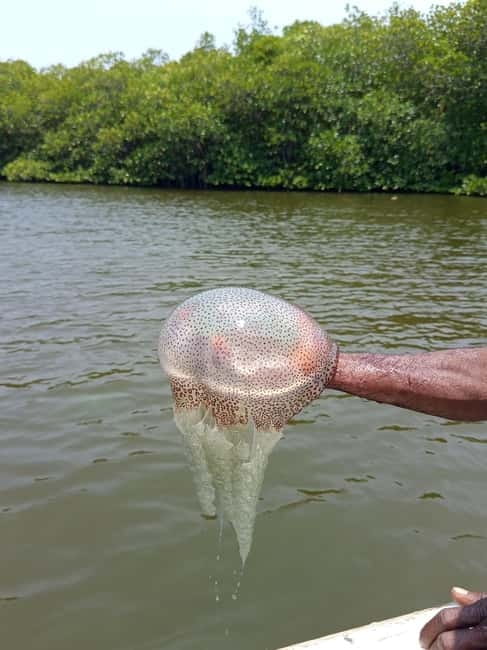 From Colombo/Negombo: Galle, Madu River, and Turtle Hatchery - Kosgoda Turtle Conservation: A Short Visit With a Serious Purpose