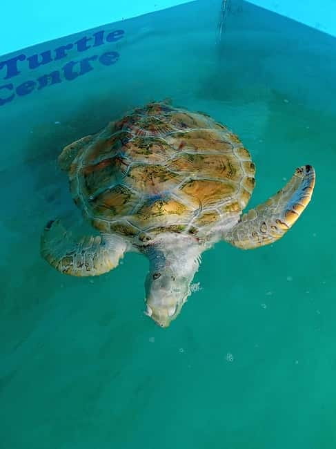 From Colombo/Negombo: Galle, Madu River, and Turtle Hatchery - Meetiyagoda Moonstone Mine and Local Craft