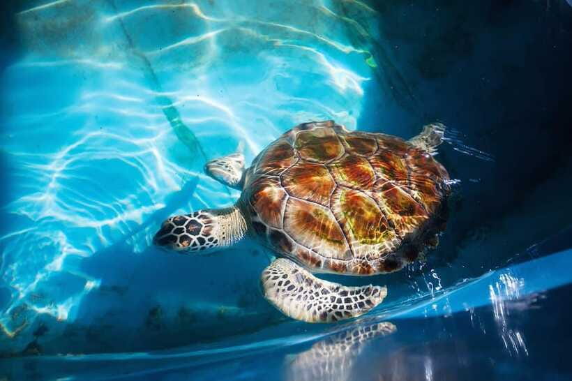 From Colombo/Negombo: Galle, Madu River, and Turtle Hatchery - Who should book this tour