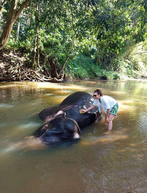 From Colombo or Negombo: Pinnawala, Kandy & Tea Factory Tour - Who should book this day trip?