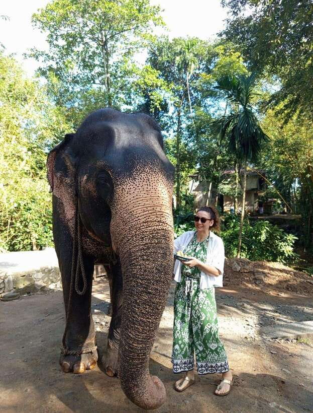 From Colombo or Negombo: Pinnawala, Kandy & Tea Factory Tour - Kandy begins at Bahirawakanda Temple