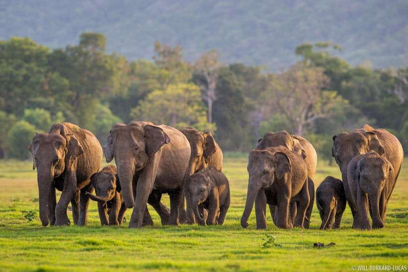 From Colombo: Sigiriya & Dambulla Day Tour with Safari - Key points to know before you book