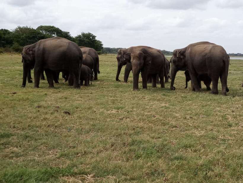 From Colombo: Sigiriya & Dambulla Day Tour with Safari - Choosing the village experience