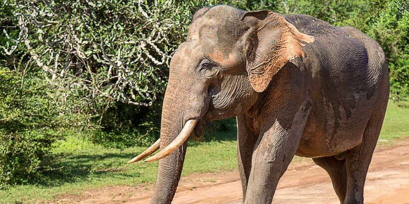 From Colombo: Udawalawa Safari & Elephant Transit Home Tour - Why Udawalawe Works as a Colombo Day Trip