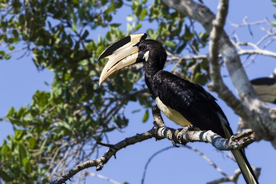 From Colombo: Udawalawa Safari & Elephant Transit Home Tour - A Local Lunch in Udawalawe