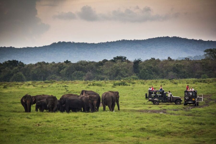 From Colombo: Udawalawa Safari & Elephant Transit Home Tour - What the $128 Price Really Buys You