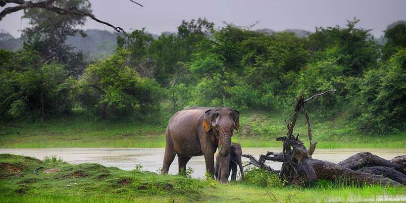 From Colombo: Udawalawa Safari & Elephant Transit Home Tour - The Four-Hour Road Journey from Colombo