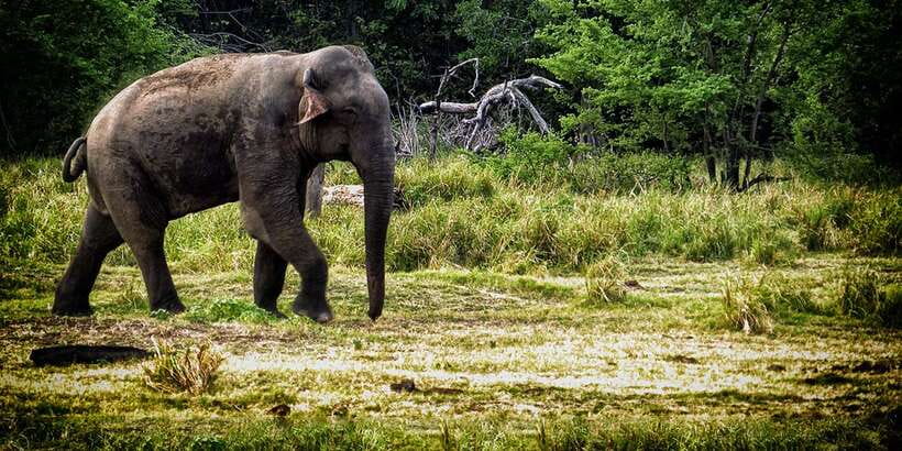 From Ella: All Inclusive Udawalawe National Park Safari - Key points to know before booking