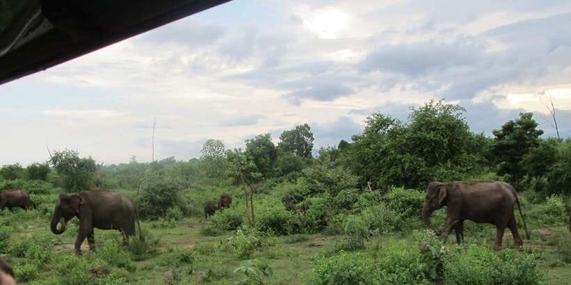 From Ella: All Inclusive Udawalawe National Park Safari - Why Udawalawe works so well from Ella