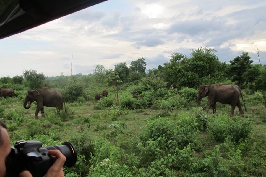 From Ella: All Inclusive Udawalawe National Park Safari - Elephants are the clear highlight