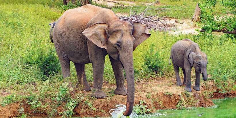 From Ella: All Inclusive Udawalawe National Park Safari - Pickup from Ella, Bandarawela, or Wellawaya