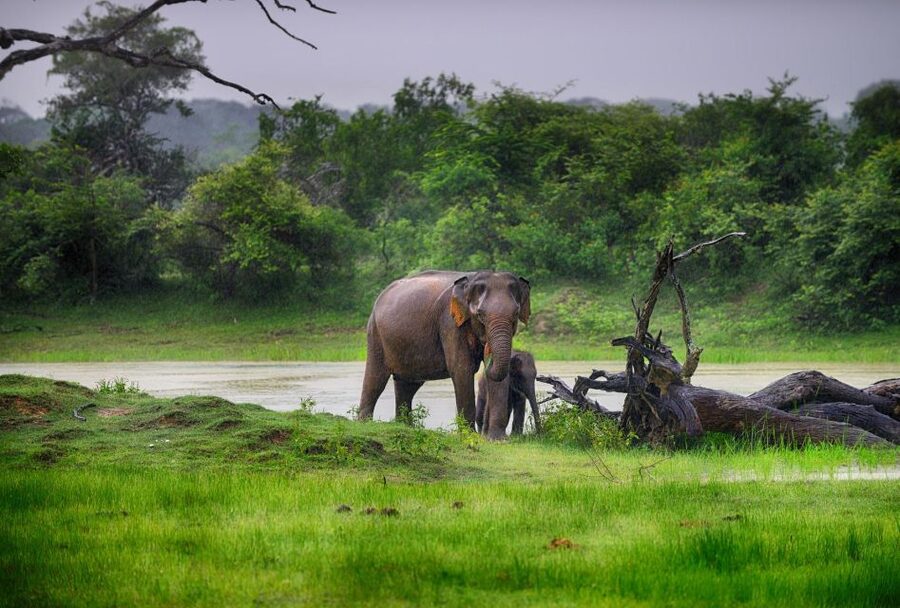 From Ella: Drop to Tangalle/Hiriketiya/Mirissa & Yala Safari - The leopard question
