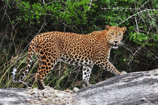 From Ella: Private Yala Safari & Transfer/Tangalle/Mirissa/Galla - Key points to know before you book