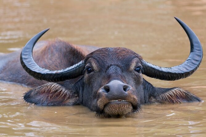 From Ella: Private Yala Safari & Transfer/Tangalle/Mirissa/Galla - Elephants, buffalo, birds, and sloth bears