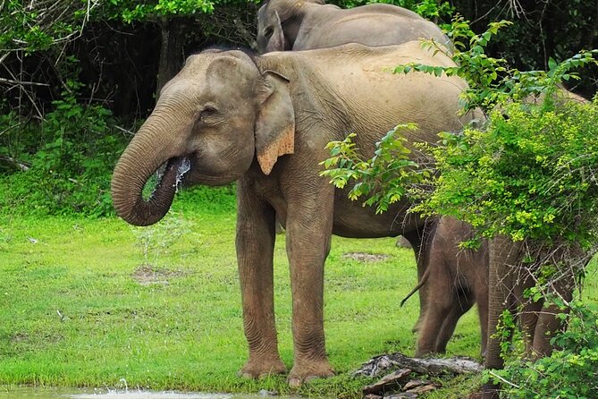 From Ella: Private Yala Safari & Transfer/Tangalle/Mirissa/Galla - Breakfast, water, and the small comforts
