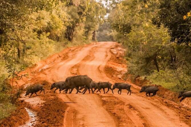From Ella: Private Yala Safari & Transfer/Tangalle/Mirissa/Galla - Looking for leopards without false promises