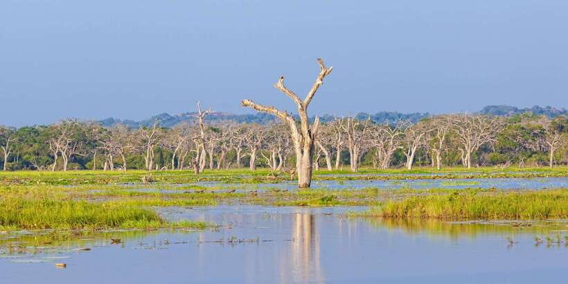 From Ella: Shuttle to Down South Any Location w Yala Safari - What to pack for a long wildlife transfer
