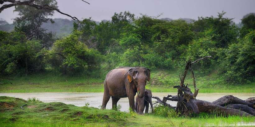 From Ella: Shuttle to Down South Any Location w Yala Safari - Why this Ella to Yala route makes sense