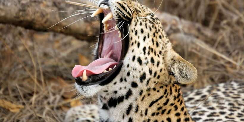 From Ella: Shuttle to Down South Any Location w Yala Safari - Entering Yala National Park for the three-hour safari