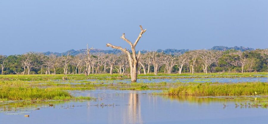 From Ella: Shuttle to Down South Any Location w Yala Safari - Guides who make the animal search more useful