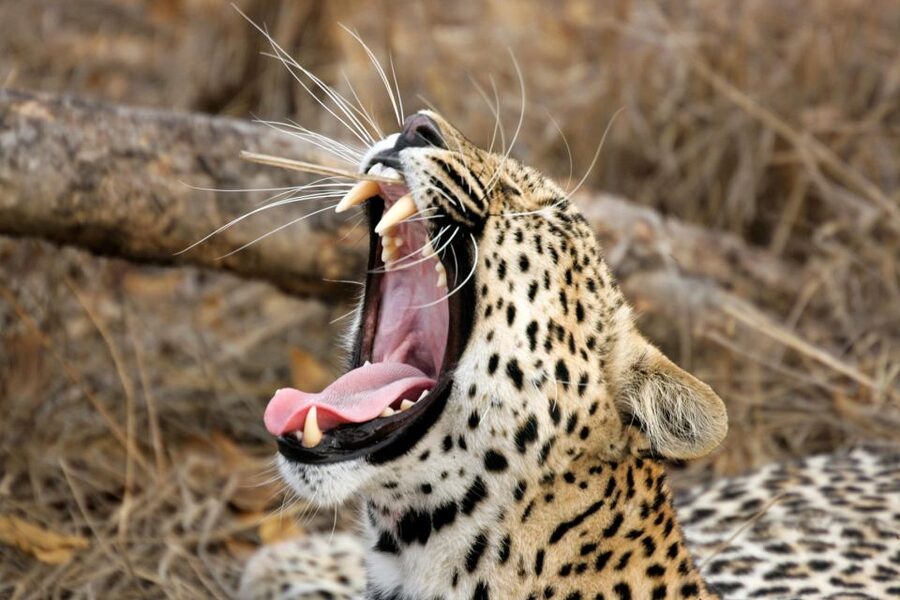 From Ella: Shuttle to Down South Any Location w Yala Safari - The real cost, including the park fee