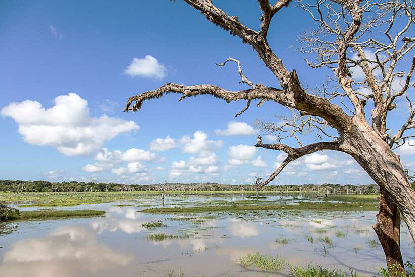 From Ella: Shuttle to Tangalle/Hiriketiya with Yala Safari - Should you book it?