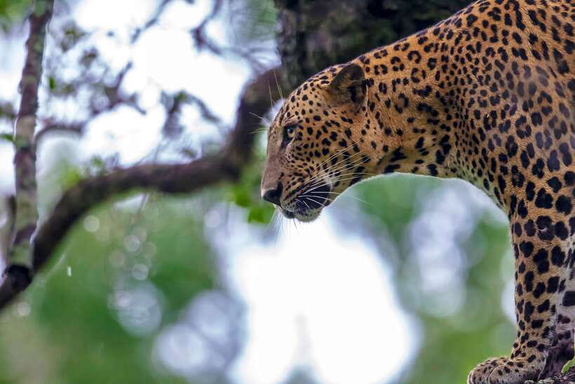 From Ella: Shuttle to Tangalle/Hiriketiya with Yala Safari - What the price really means