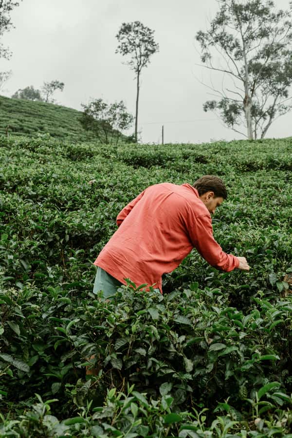 From Ella: Tea Adventure in Haputale with Village Lunch - Key points at a glance