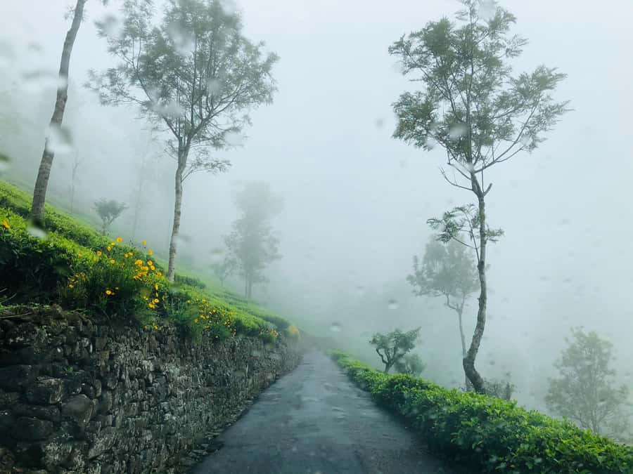 From Ella: Tea Adventure in Haputale with Village Lunch - Walking the tea rows and trying the work yourself
