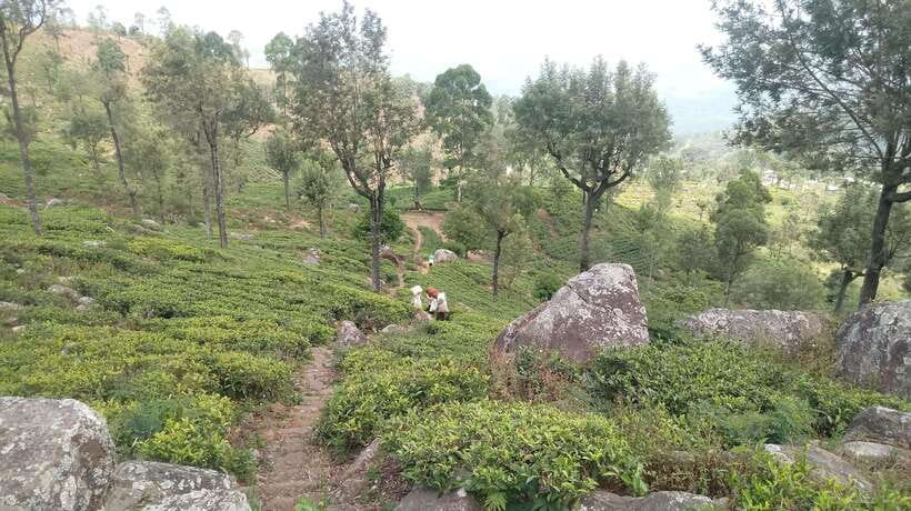 From Ella: Tea Adventure in Haputale with Village Lunch - Comparing tea grades at the tasting