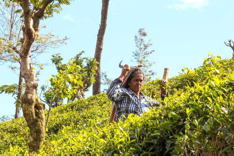From Ella: Tea Adventure in Haputale with Village Lunch - Who will enjoy this five-hour outing