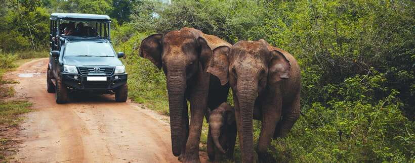 From Ella: Udawalawa Safari and Tangalle/Hiriketiya Transfer - Changing to an open jeep inside the park