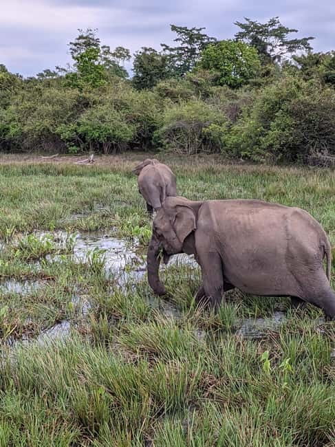 From Ella : Udawalawa Safari & Drop Tangalle/ Mirissa/ Galle - What you might see on the drive