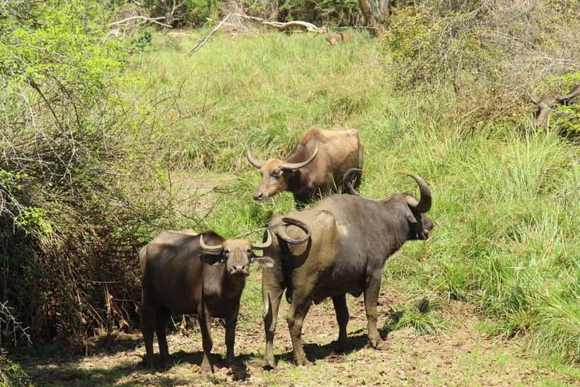 From Ella : Udawalawa Safari & Drop Tangalle/ Mirissa/ Galle - The Elephant Transit Home feeding stop
